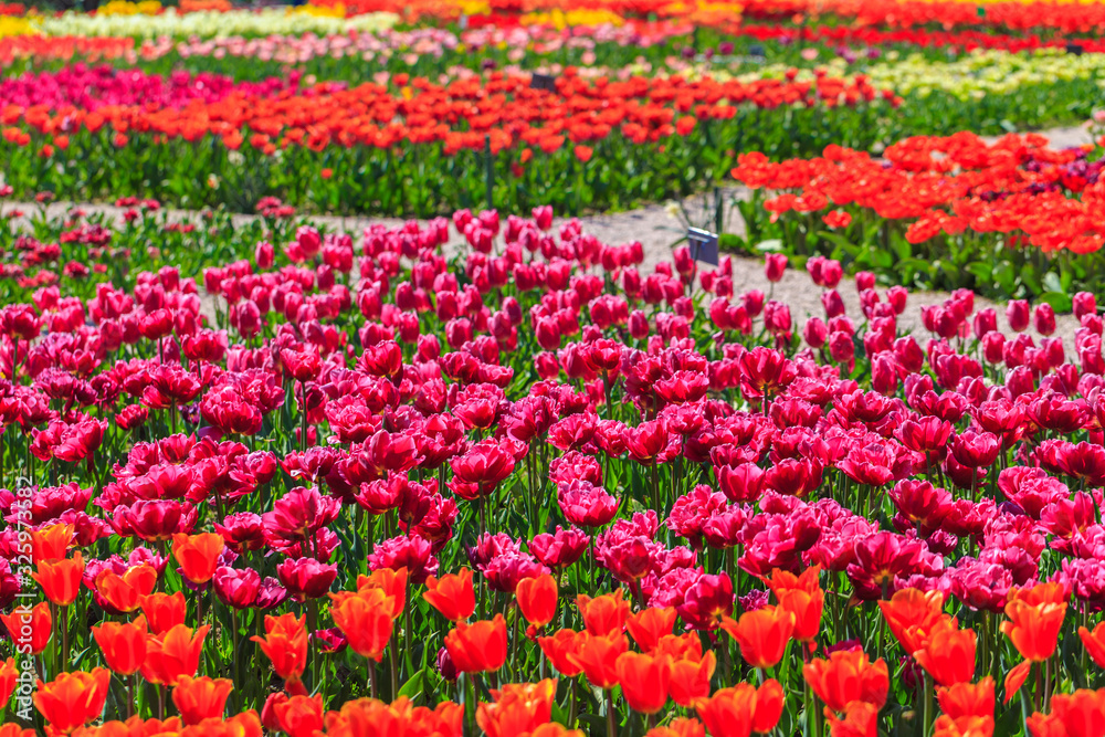 Colorful tulips in individual clubs in a flower garden or farm. spring