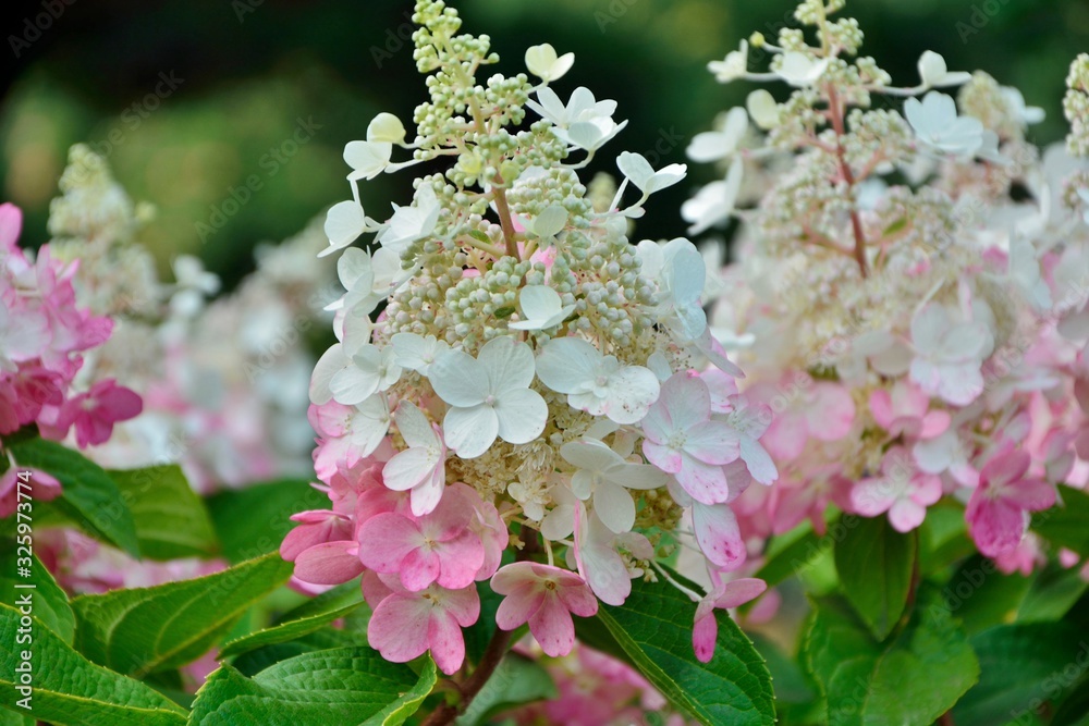 The branch of white and pink paniculata hydrangea in the garden closeup The branch of white and pink paniculata hydrangea in the garden closeup