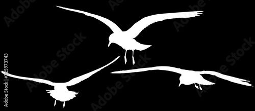 white group of three isolated seagulls silhouettes