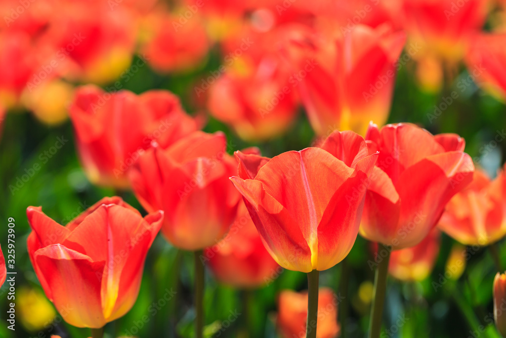 Closeup of red-orange tulips flowers with green leaves in the park outdoor. beautiful flowers in spring Closeup of red-orange tulips flowers with green leaves in the park outdoor. beautiful flowers in spring
