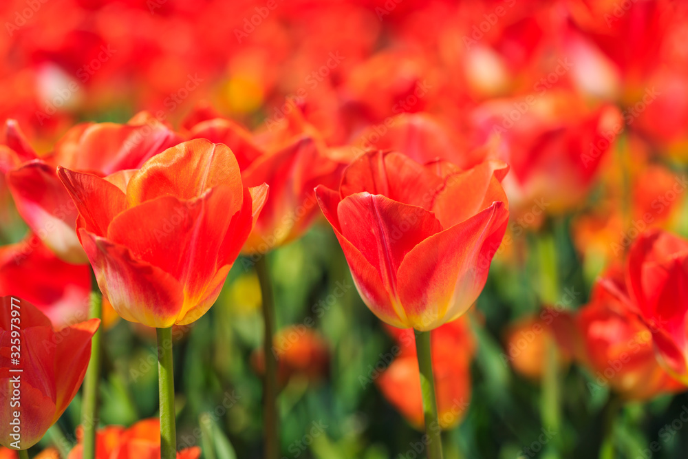 Closeup of red-orange tulips flowers with green leaves in the park outdoor. beautiful flowers in spring Closeup of red-orange tulips flowers with green leaves in the park outdoor. beautiful flowers in spring