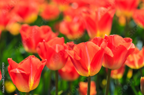 Closeup of red-orange tulips flowers with green leaves in the park outdoor. beautiful flowers in spring