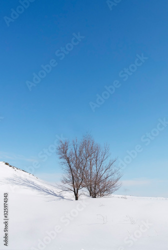 Elm trees are on the hill. Winter landscape.