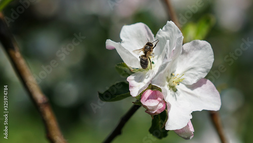 Frühling in der Natur