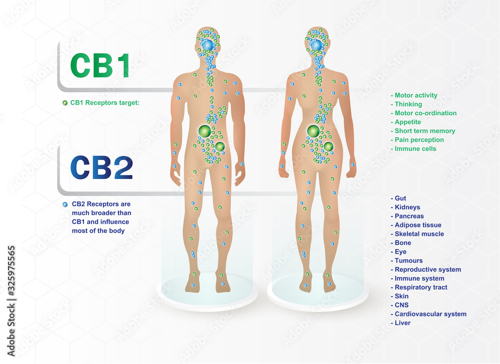 human endocannabinoid CB1 and CB2 Receptors target system active in human body. vector de Stock
