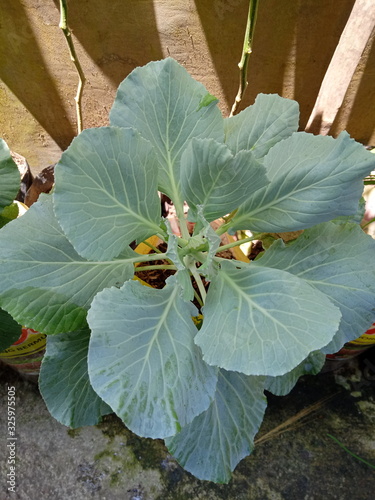 Fresh cabbage from farm field. View of green cabbages plants. Vegetarian food concept.