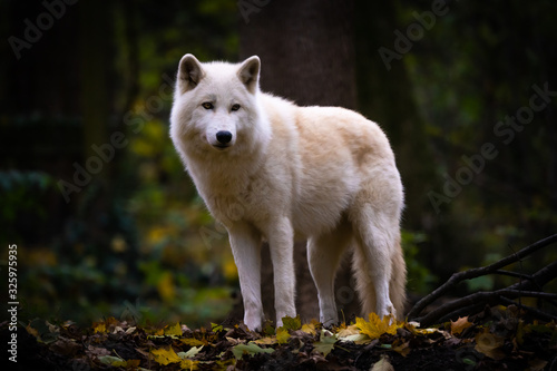 Closeup of an arctic wolf in a forest