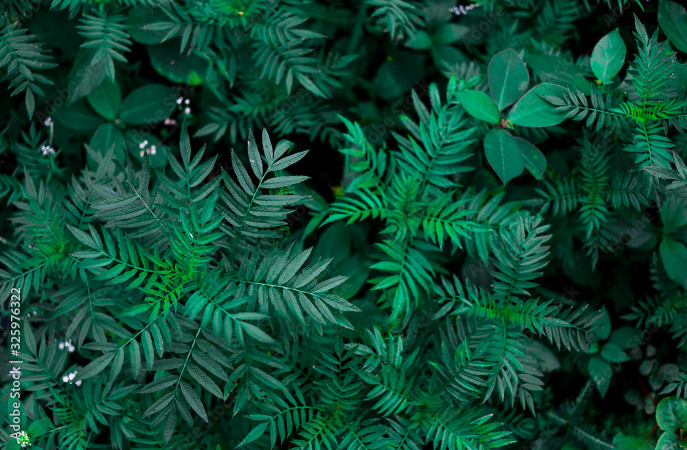 Fototapeta Green leaf background. Dark blue green plant leaves of tropics. Natural, wild greenery.