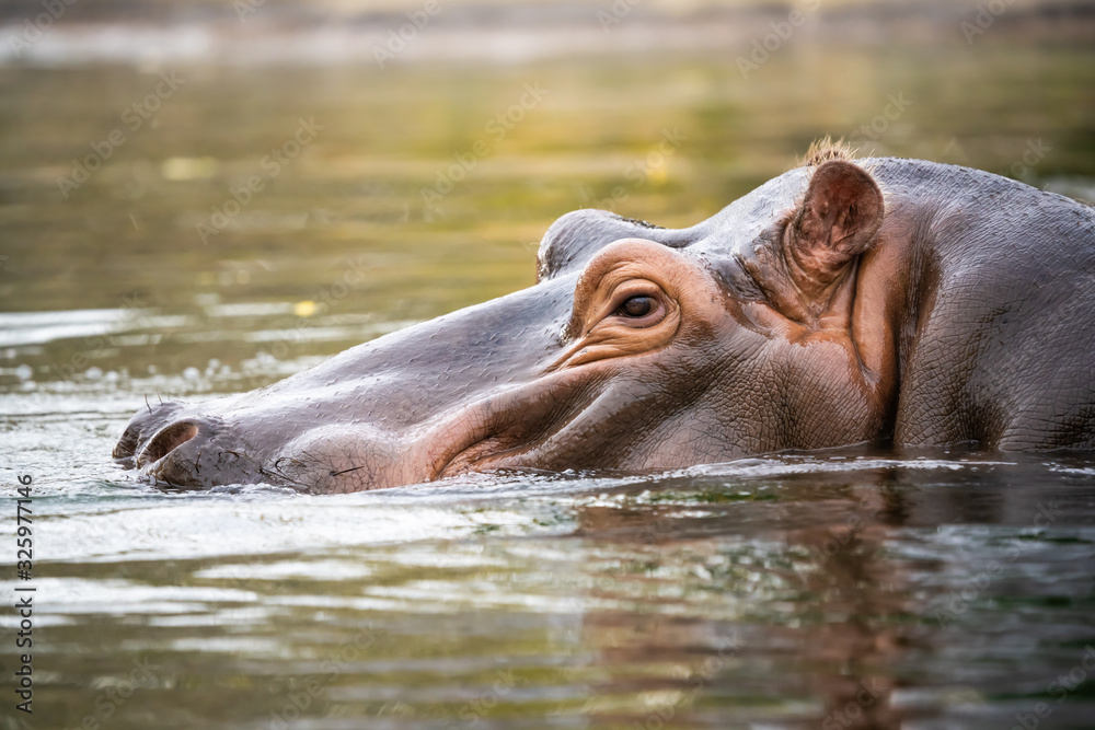 Closeup of a hippo emerging from a body of water Closeup of a hippo emerging from a body of water