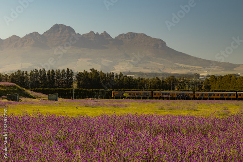 field of purple flowers with mountain background