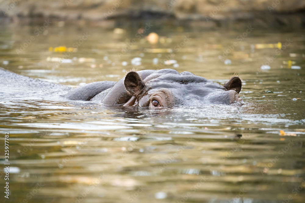 Closeup of a hippo emerging from a body of water Closeup of a hippo emerging from a body of water