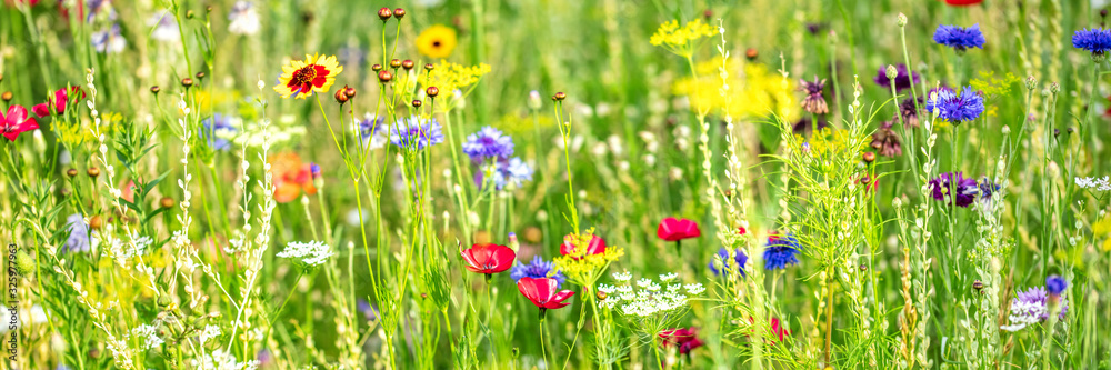 Natural habitat for insects, wildflowers and wild herbs on a flower field, Banner