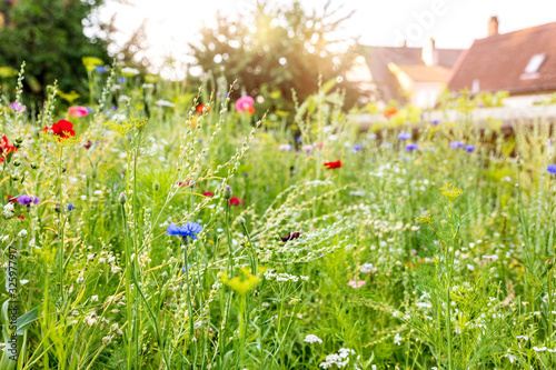Fotografia Urban gardening with a wildflower meadow in the own garden, insect protection