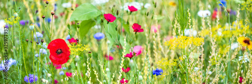 Panorama, colorful flower meadow at the heyday, poppies and other wildflowers