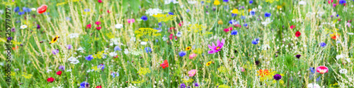 Panorama, wildflower meadow with wild herbs and flowers