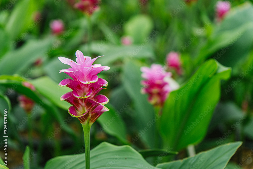 Pink flowers.Siam Tulip.Beautiful field of flower in National Park Pink flowers.Siam Tulip.Beautiful field of flower in National Park