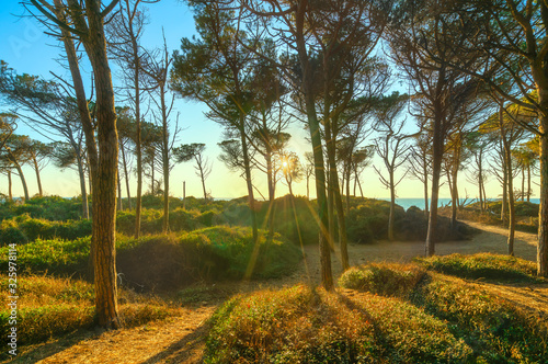 Pine trees, beach and sea. Marina di Cecina, Maremma Tuscany, Italy photo
