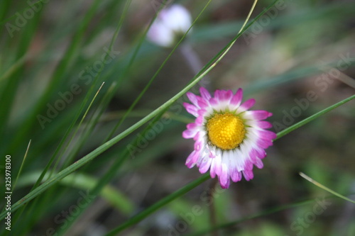 Margheritina primaverile photo