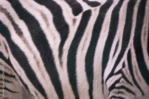 Closeup of zebra print
