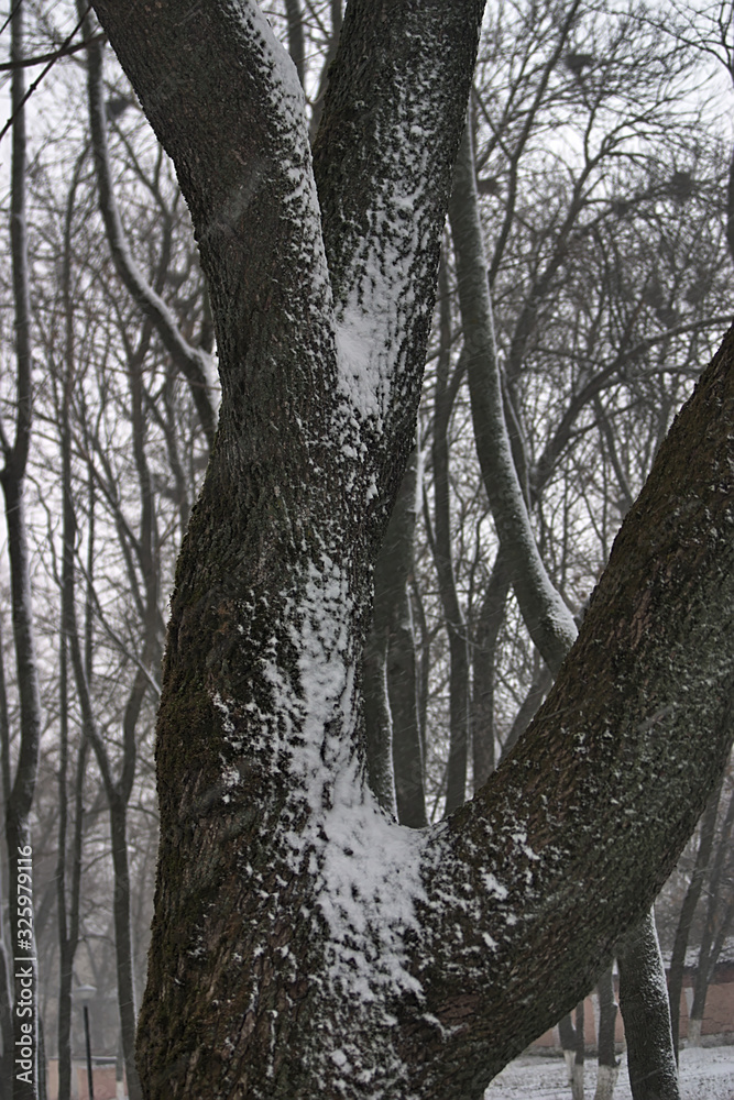 Fototapeta premium fragment of a tree trunk covered with snow