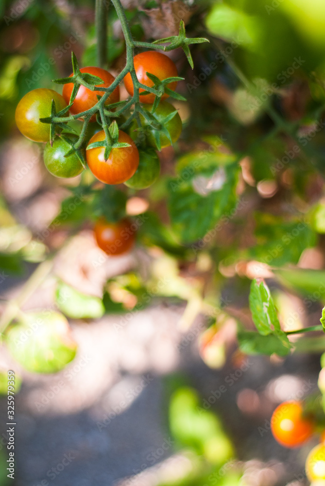 Top view of a tomato plant with green tomatoes at sunset