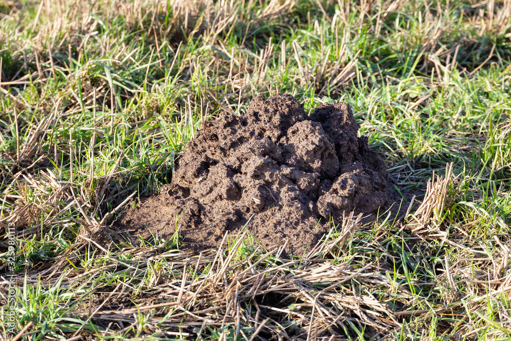Fototapeta premium molehill in a field