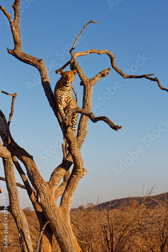 A beautiful Female African Leopard, Panthera pardus, up a dead tree trunk, looking for Prey at Madikwe Game Reserve in South Africa photo