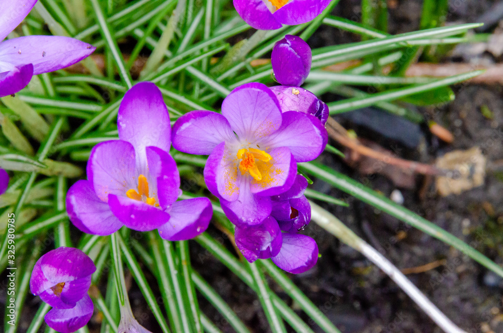 purple crocus purple crocus