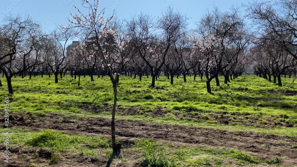 Almond trees in bloom in Madrid Almond trees in bloom in Madrid