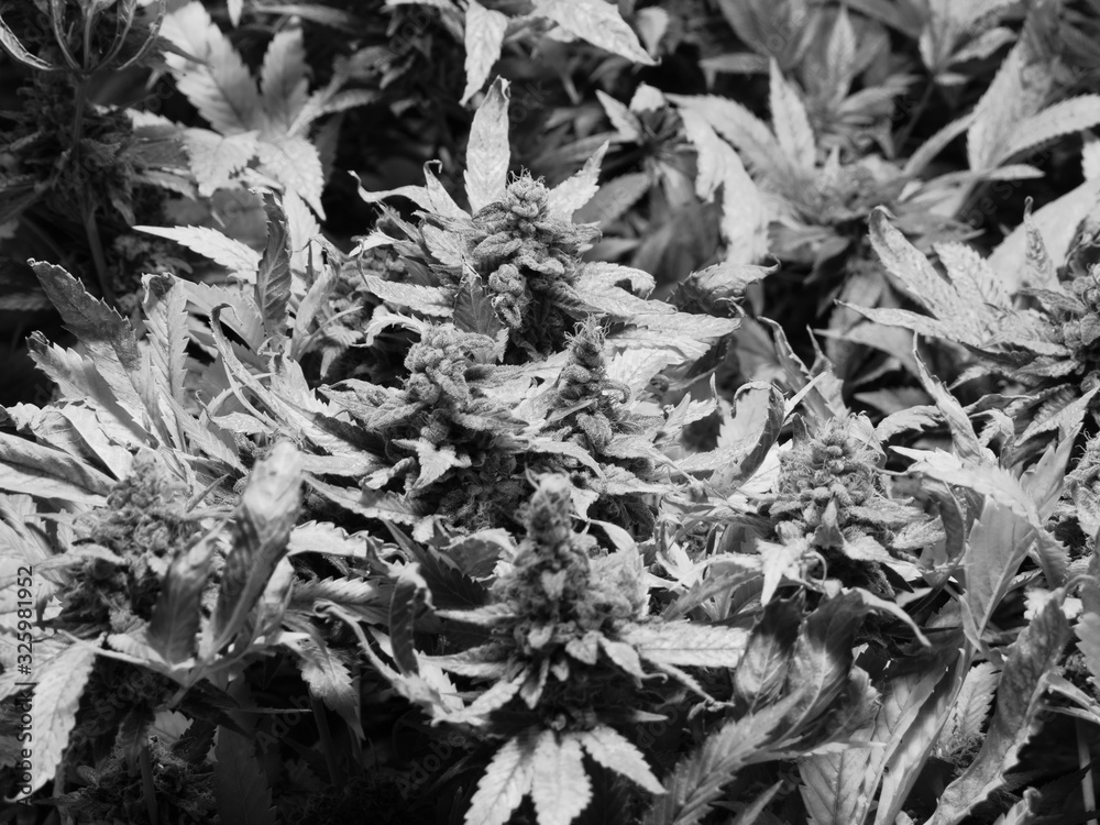 Cannabis indoor grow, flower season Cannabis indoor grow, flower season