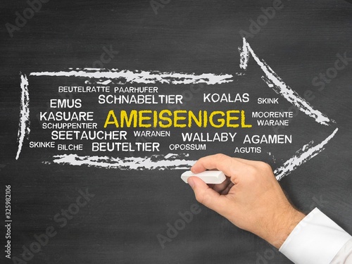 Ameisenigel photo