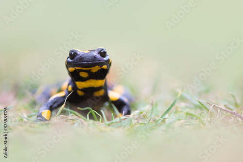 Fire salamander resting in grass photo