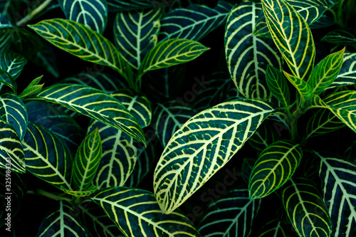 The dark green leaves have beautiful patterns on the leaves. For wallpapers