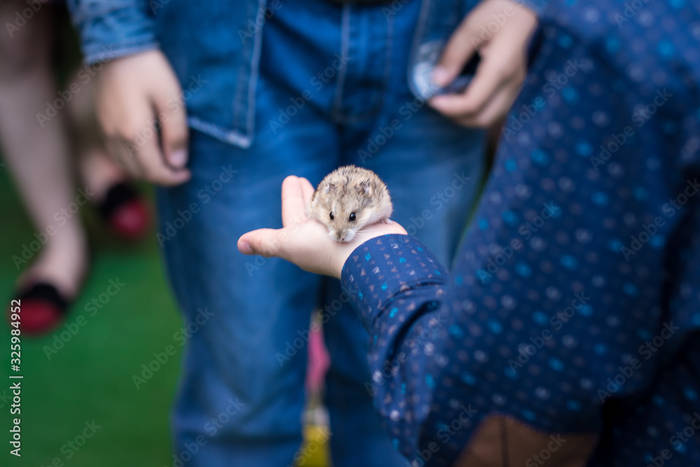 Rodent in the hands
