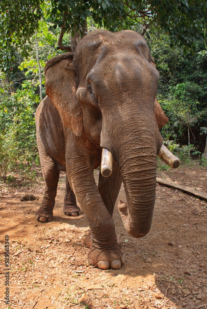 Fototapeta premium Meeting elephants in Cambodia