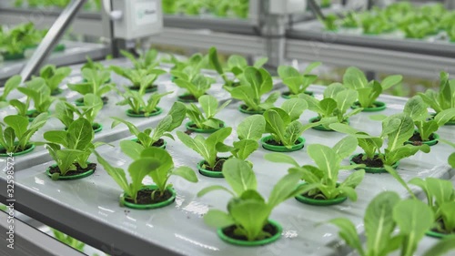 healthy food and fresh vegetables production in modern vertical farm, high agriculture technologies of future, green spinach lettuce and sorrel