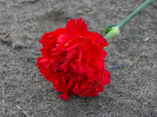 Bright and delicate red carnation lies on the ground.