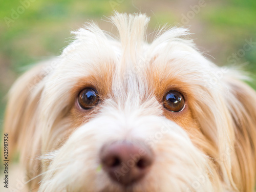 Close-up of a friendly domestic dog