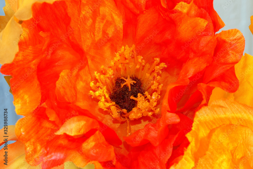 Bright large red orange and yellow flowers Bright large red orange and yellow flowers