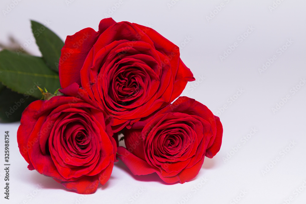 Three red roses on white background with copy space. Greeting concept. Three red roses on white background with copy space. Greeting concept.