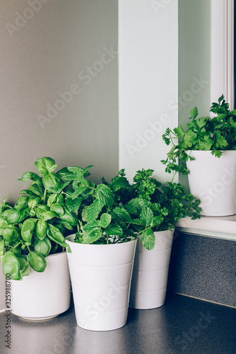Different kind of fresh green herbs growing in the pots on the kitchen window, such as basil, mint, parsley, coriander. Kitchen live garden