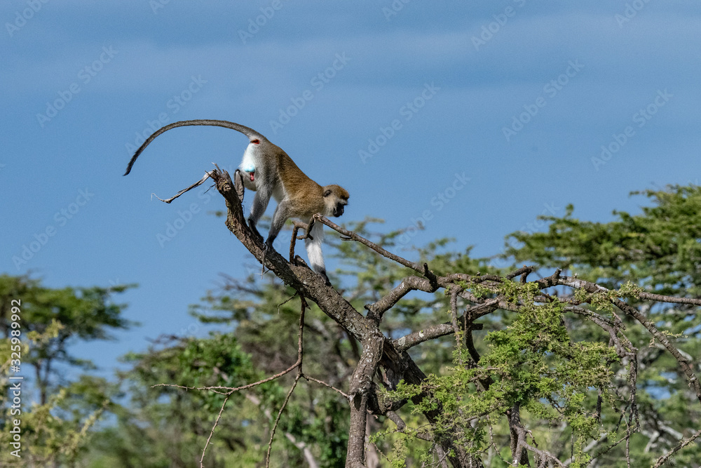 Fototapeta premium Vervet monkey walking in tree tops