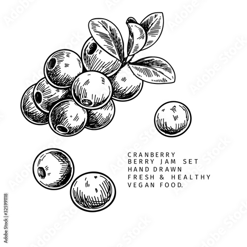 Hand drawn cranberry branch, leaf and berry. Engraved vector illustration. Cowberry, blueberry wild plant. Summer harvest, jam or marmalade vegan ingredient. Menu, package, cosmetic and food designю