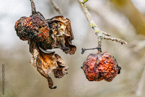 Old rotten apples and dry leaves on the tree photo