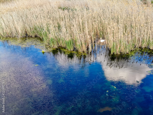 View swan in wayer next to its nest in lake photo