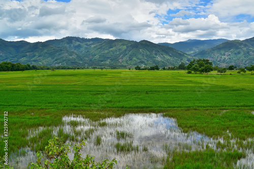 green rice fields flooded with water, against the background of low mountains,