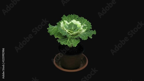 Time-lapse of growing and opening ‘Coral prince’ decorative cabbage 1a3 in RGB + ALPHA matte format isolated on black background photo