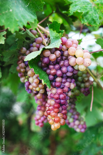 bunch of grapes on the vine with green leaves