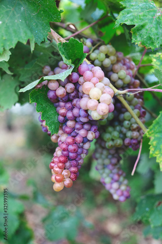 Wallpaper Mural bunch of grapes on the vine with green leaves Torontodigital.ca
