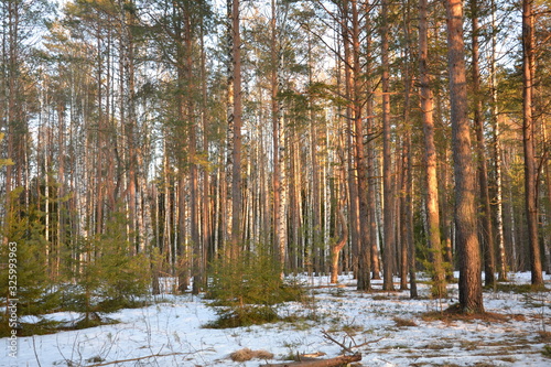 Wallpaper Mural Sun in the forest Torontodigital.ca